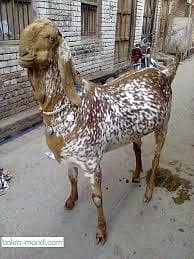 Eid per qasai ki booking my Liye rabta kary