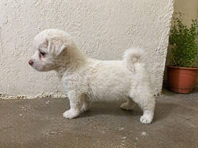 Pink nose - Female - Russian Puppy - 8 Weeks