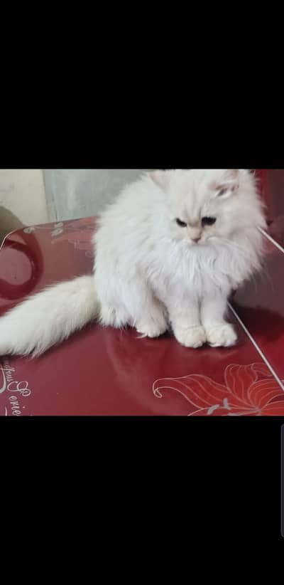 Persian kittens  for sale difrent ages difrent prices 03009837719