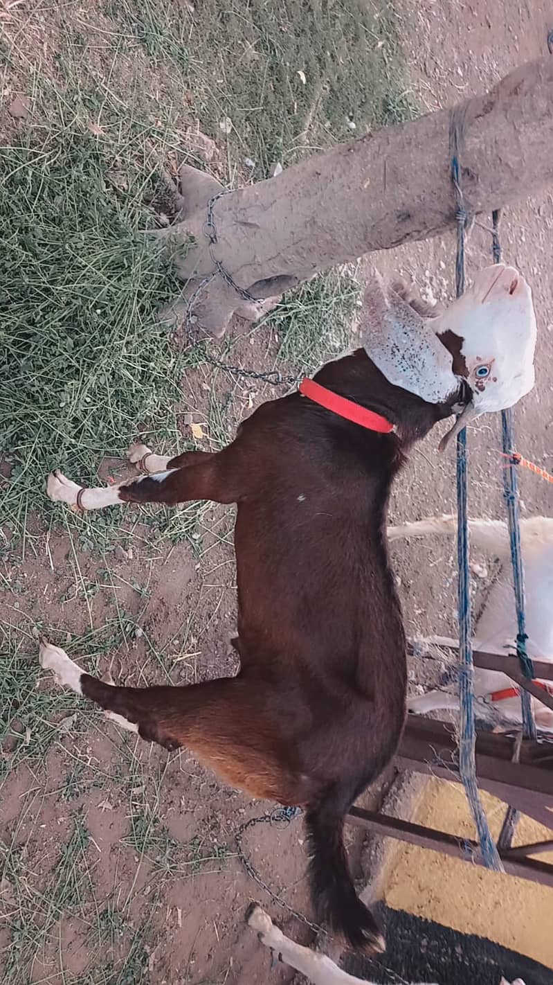 Donde bakra 0