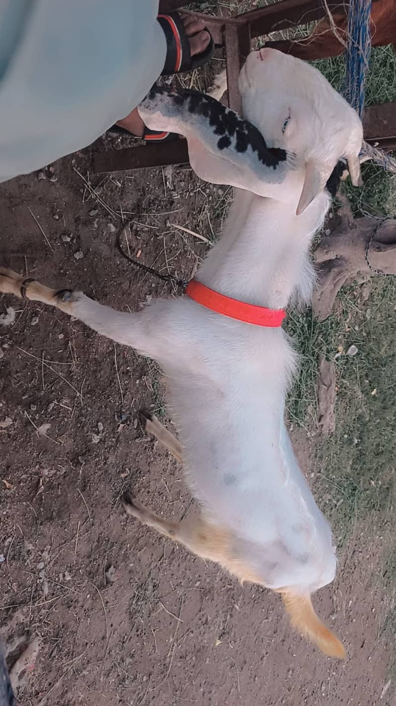 Donde bakra 1