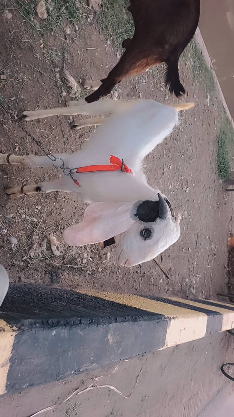Donde bakra 3