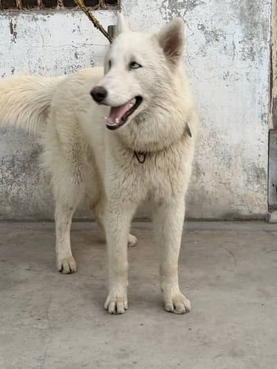 siberin huskey One male 2 female for new home