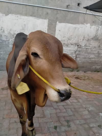Qurbani Bulls Available in Lahore  Healthy & Beautiful