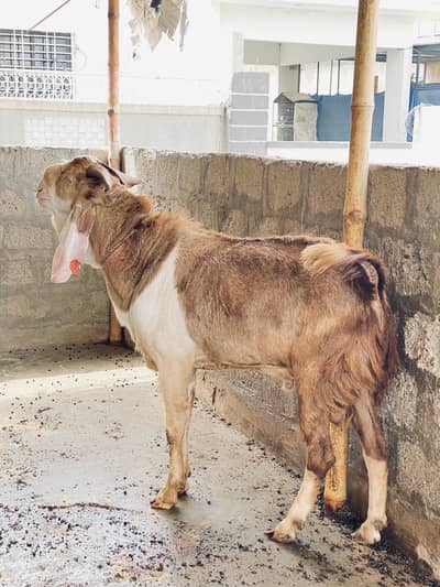 BAKRA FOR QURBANI