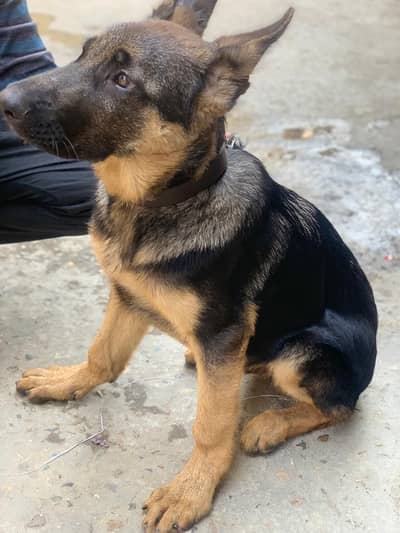 German Shepherd male single cote 100 %pure quality