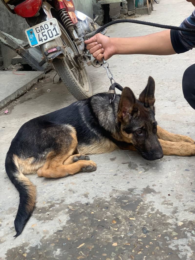 German Shepherd 2