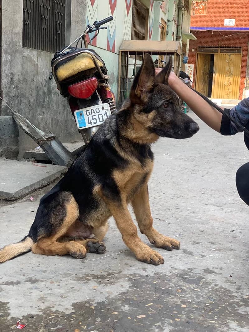 German Shepherd 3