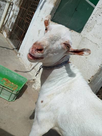 Barbari tedda breed bakra
