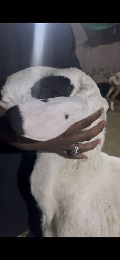 sheep for sale