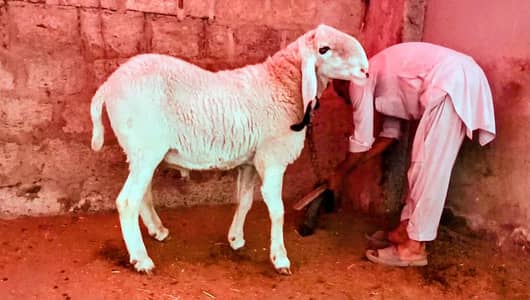 kajla dumba for sale 2 dant