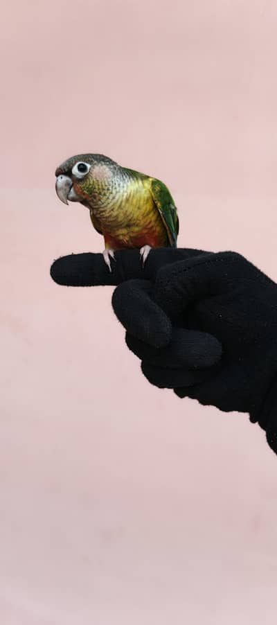 Highly Active Pineapple Conure (Hand Tamed) - Rio