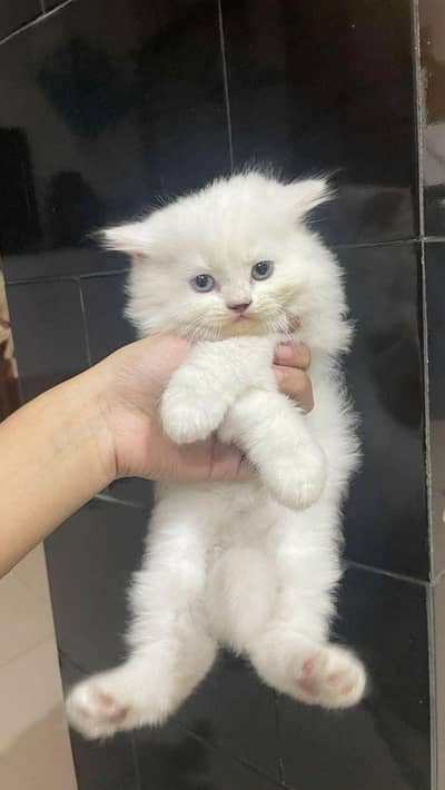 Fluffy Persian Cat – Urgent Sale in Lahore