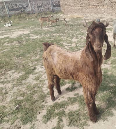 4 sale urgent