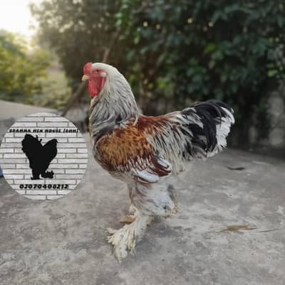 SSO brahma male x gold partridge brahma female
