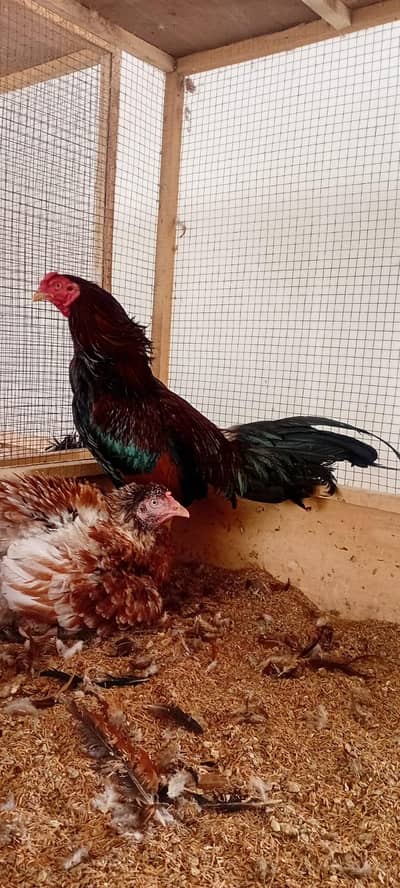 Old Bloodline Mianwali Aseel Pair Available