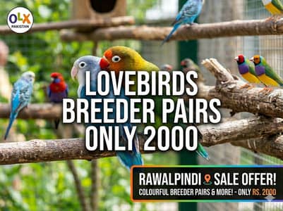 Lovebirds Breeder Pairs Only 2000