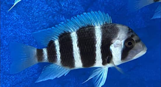 Frontosa cichlid