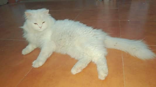 free Persian cat