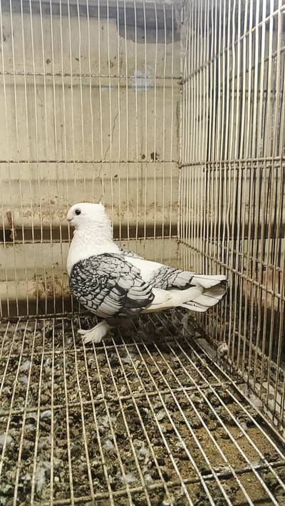 setenet black lace female for Sale