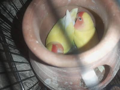LOVE bird breeder pair & " Fisher " & " finsches