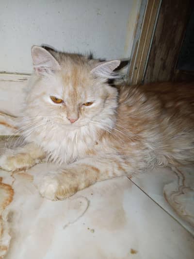 female cat for sell