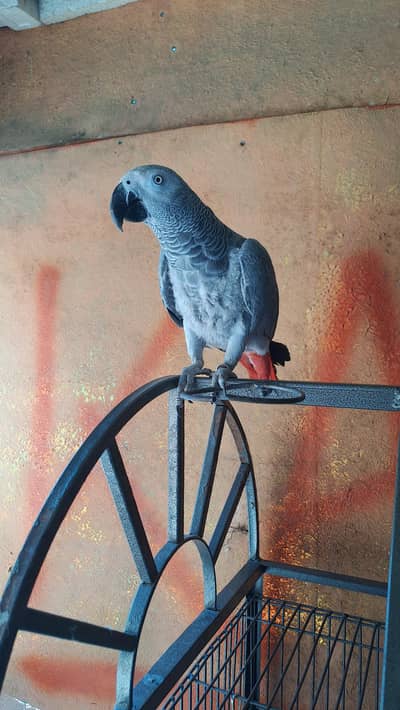 african grey female