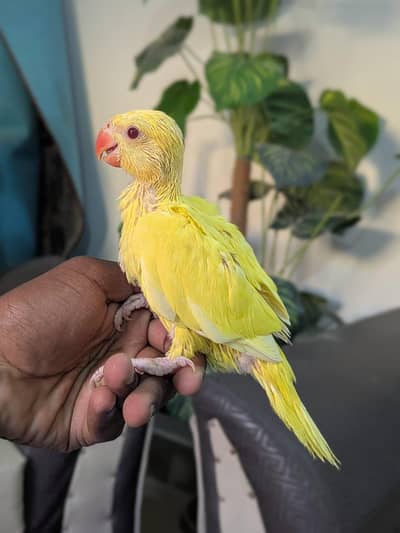 Yellow ring neck /  Lorie chicks  / 03342248084