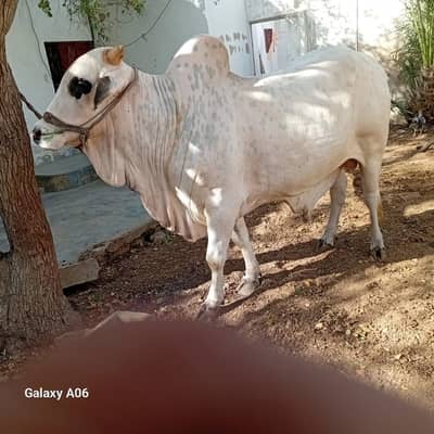 4 dant bachre hain qurbani 2026 k liye behtreen