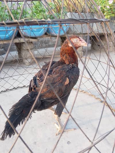 aseel hen urgent sale