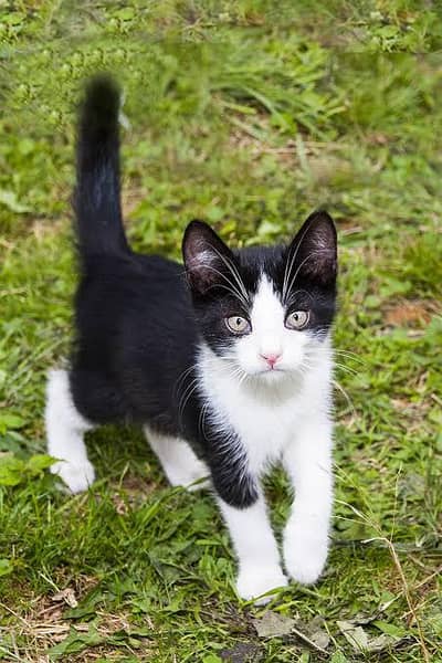 white and black color kitten free only cat lovers