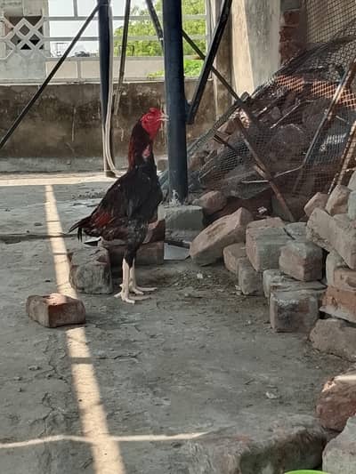 healthy and active male ready to breed