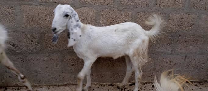 bakra goats Qurbani