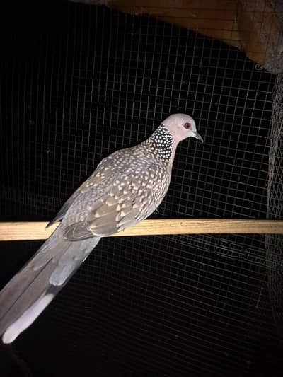Spott Dove /Doves For Sale /Qumri /Fakhta /All kind of Doves