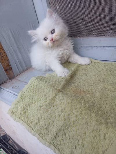 White Persian Female Kitten for sale