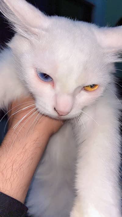 Lily orange and olive odd eye cat no cross fresh cat