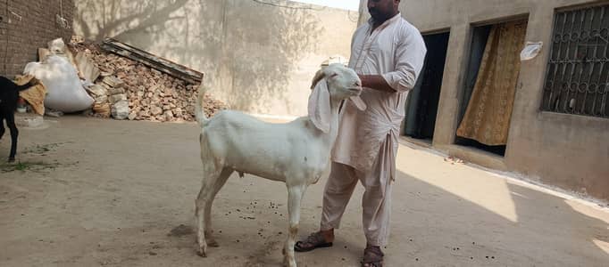 TOTAL 3 BAKRY(KHOOBSOORT BAKRO KI JORI AUR 1 BLACK BAKRA )