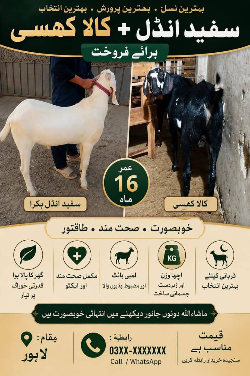 ماشاءاللہ خوبصورت سفید انڈل اور کالا کھسی بکرا فروخت کیلئے دستیاب 0