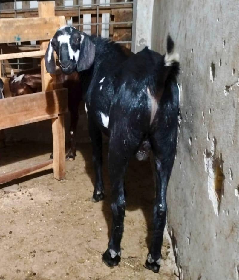 ماشاءاللہ خوبصورت سفید انڈل اور کالا کھسی بکرا فروخت کیلئے دستیاب 2