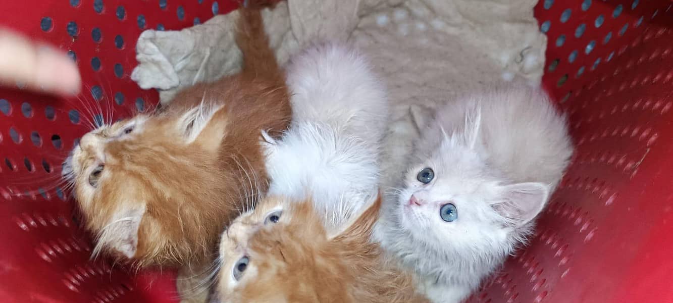 Persian kittens 0