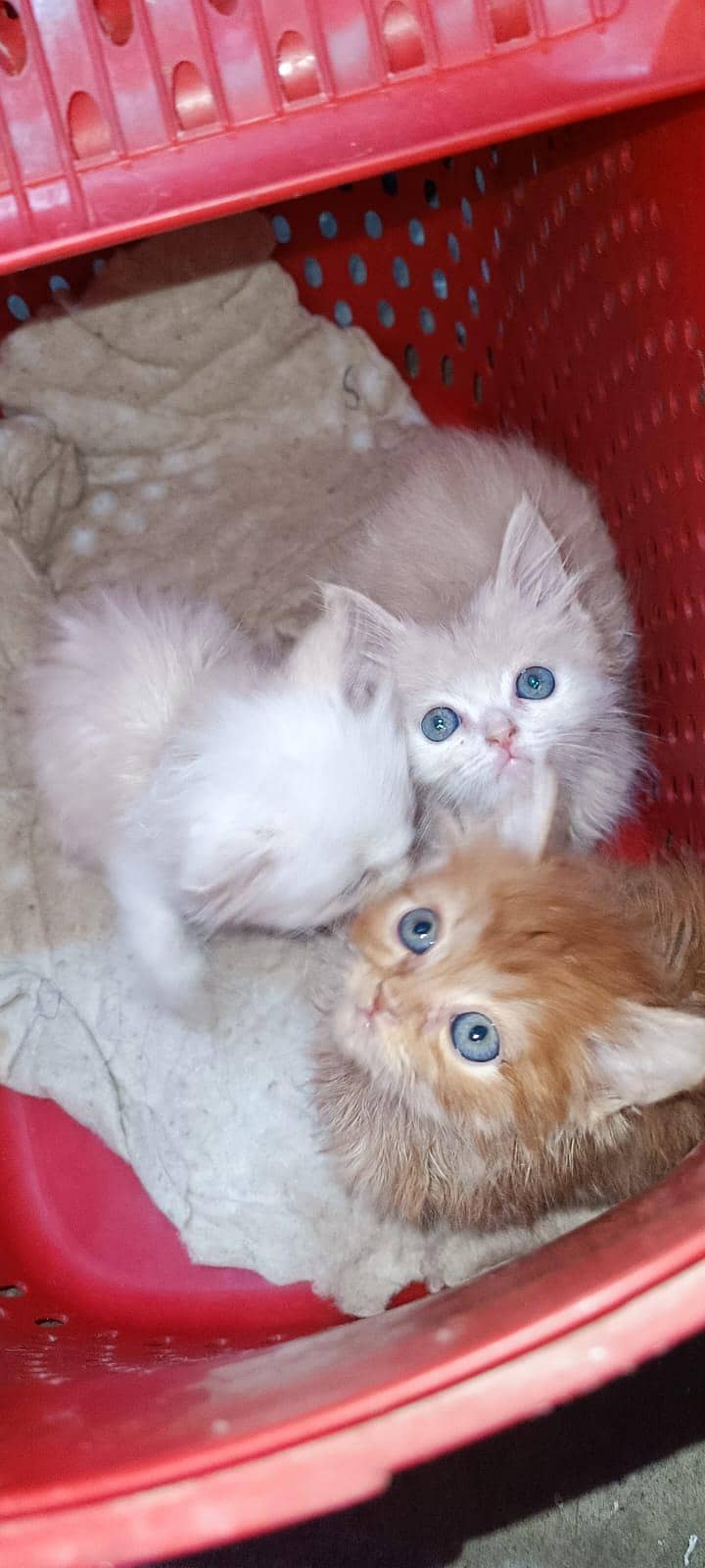 Persian kittens 1