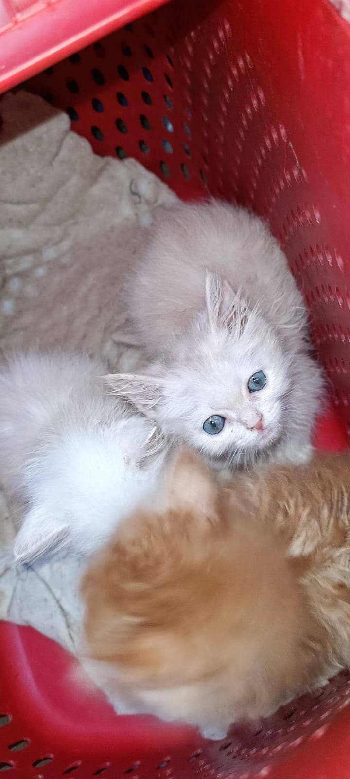 Persian kittens 2