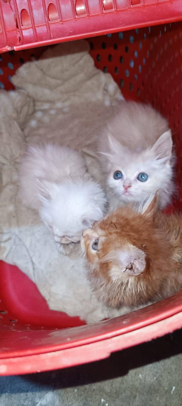 Persian kittens 3