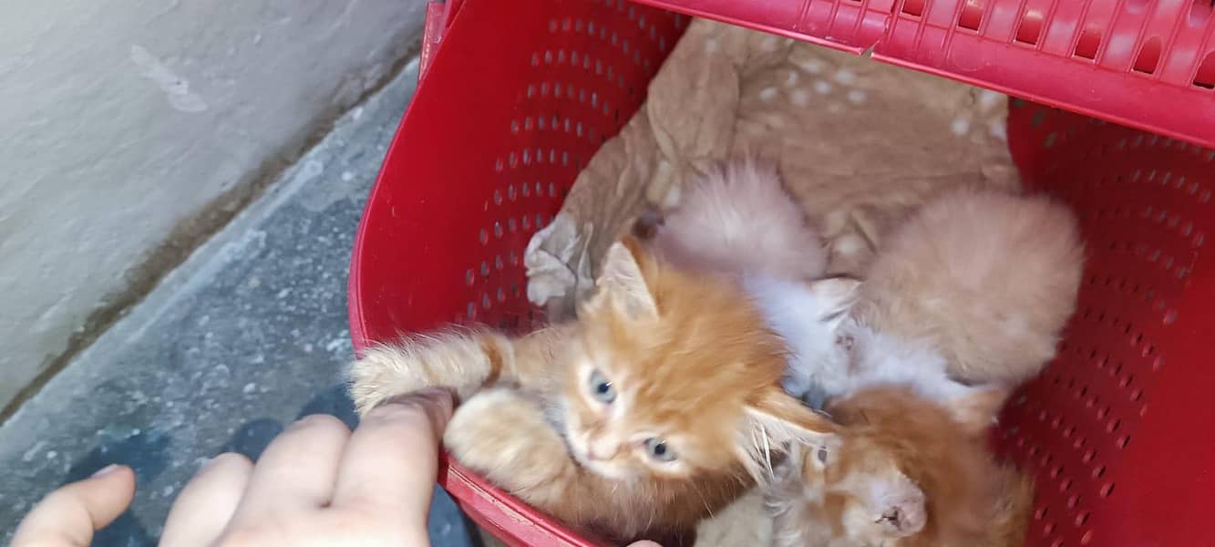 Persian kittens 4