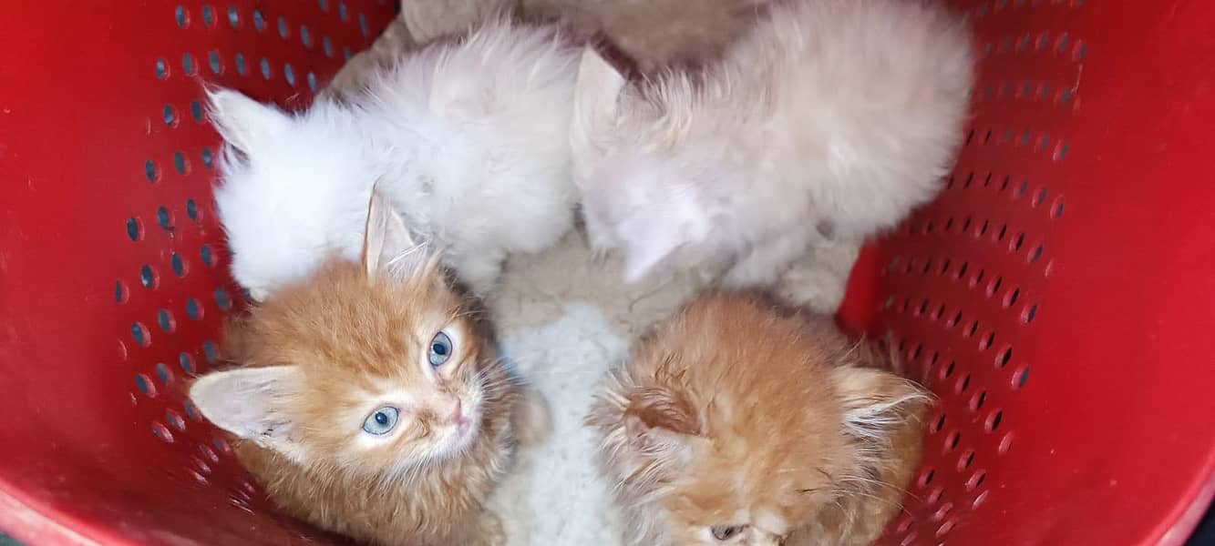 Persian kittens 5