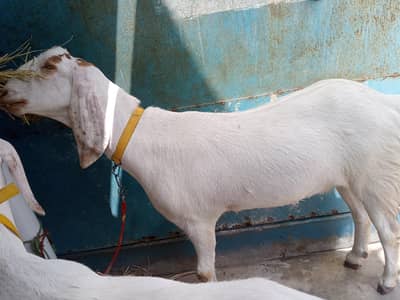HEALTHY BAKRAY FOR QURBANI 2026