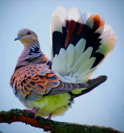 Oriental Dove /Doves For Sale /Qumri /Fakhta /All kind of Doves