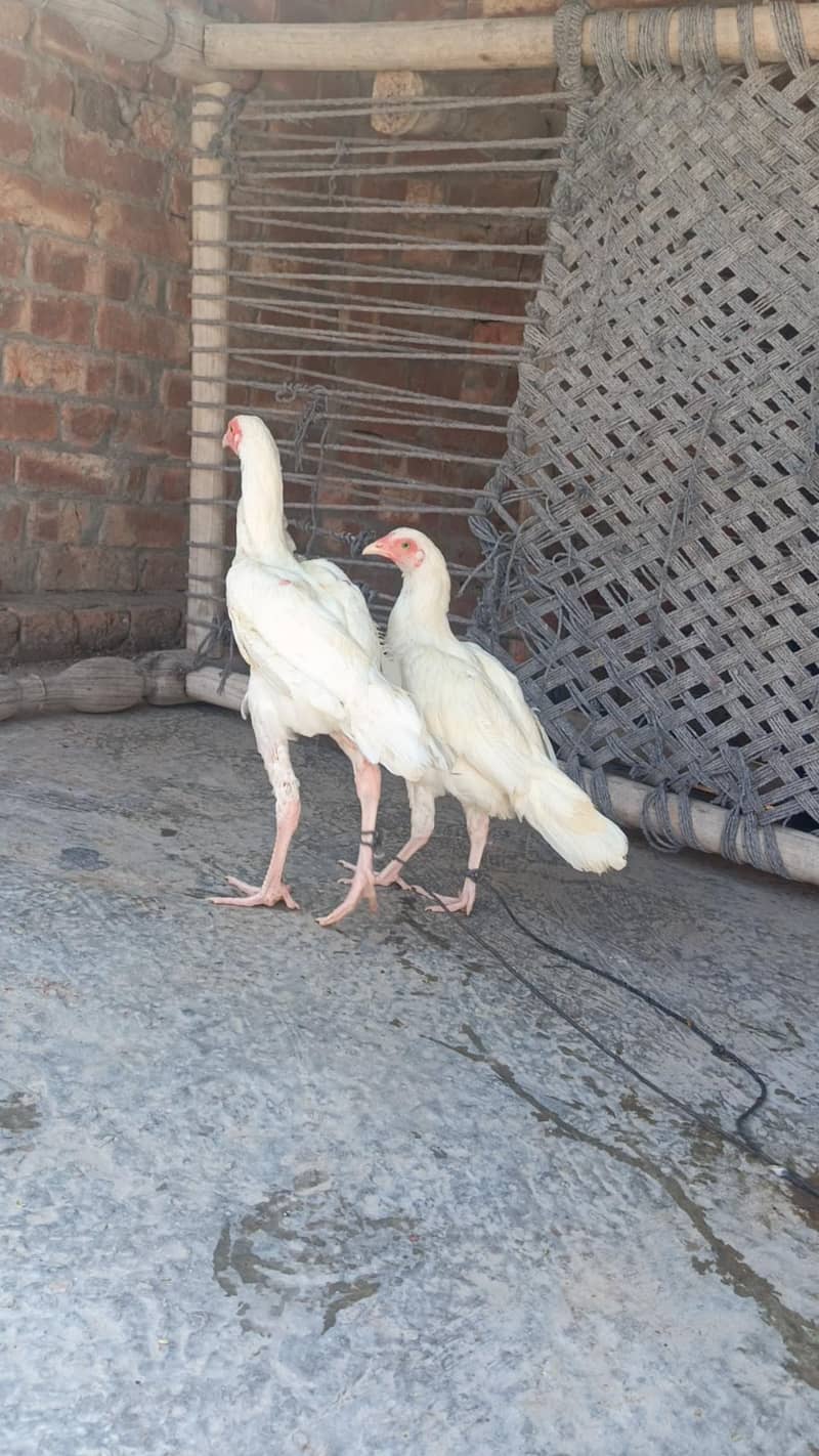 White Aseel patha pathi 1