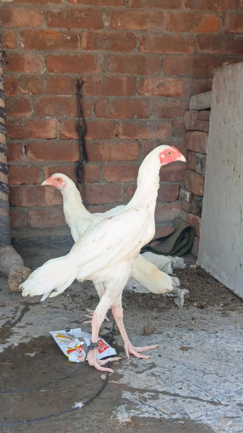 White Aseel patha pathi 2