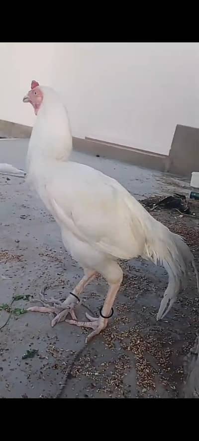 heera male for sale